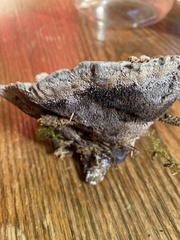 Hydnellum suaveolens