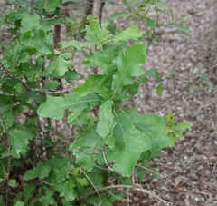 Quercus sinuata breviloba