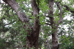 Quercus sinuata breviloba