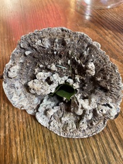 Hydnellum suaveolens