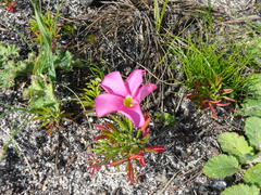 Oxalis glabra