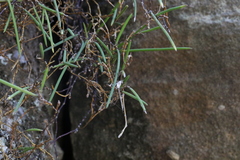 Dendrobium bowmanii