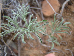 Pelargonium luteolum