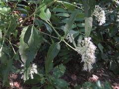 Eupatorium serotinum