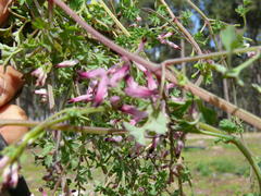 Fumaria muralis muralis