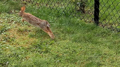Sylvilagus floridanus