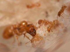 Pheidole lamia