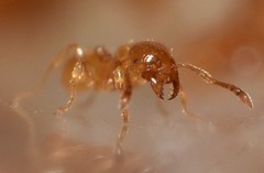 Pheidole lamia