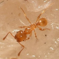 Pheidole lamia