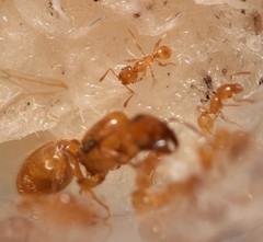 Pheidole lamia