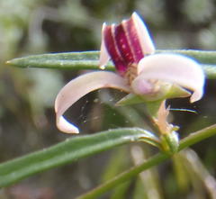 Cyphia sylvatica sylvatica
