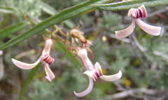 Cyphia sylvatica sylvatica