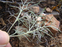 Pelargonium luteolum