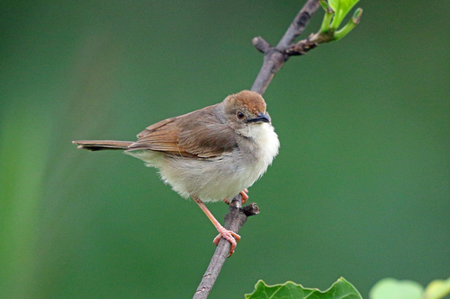 Trilling Cisticola (Cisticola woosnami)