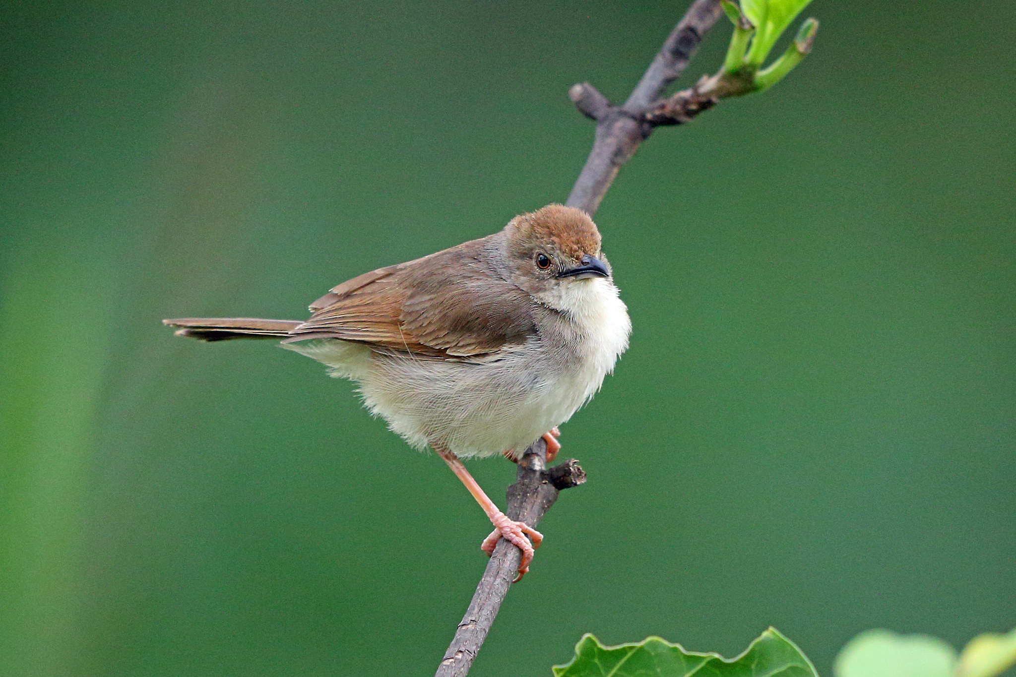 Trilling Cisticola illustration