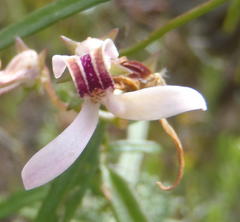 Cyphia sylvatica sylvatica
