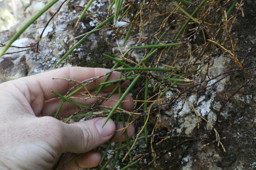 Image of Dendrobium bowmanii by (c) Greg Tasney, some rights reserved (CC BY-SA)