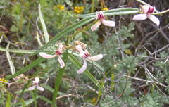 Cyphia sylvatica sylvatica