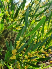 Acacia stricta