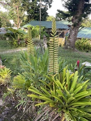 Vriesea macrostachya