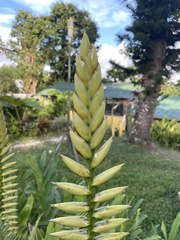 Vriesea macrostachya