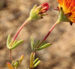 Drosanthemum bicolor