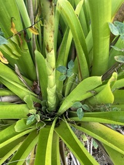 Vriesea macrostachya