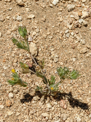 Mentzelia montana