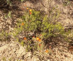 Drosanthemum bicolor