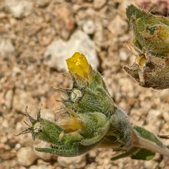 Mentzelia montana