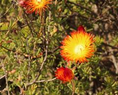 Drosanthemum bicolor