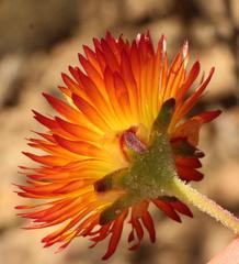 Drosanthemum bicolor