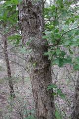 Quercus sinuata breviloba