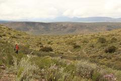 Phymaspermum leptophyllum