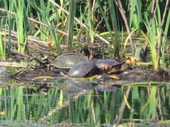 Trachemys dorbigni