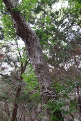 Quercus sinuata breviloba