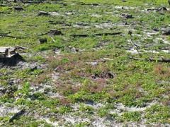 Fumaria muralis muralis