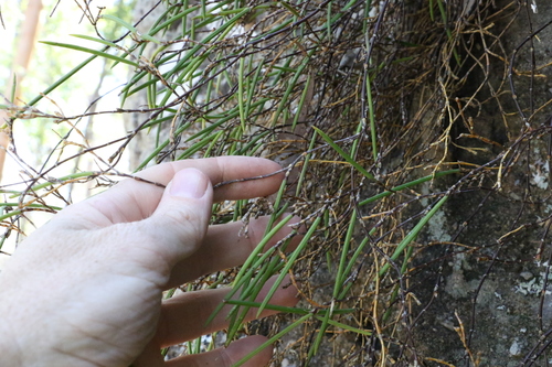 Image of Dendrobium bowmanii by (c) Greg Tasney, some rights reserved (CC BY-SA)