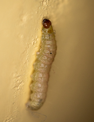 Plodia interpunctella