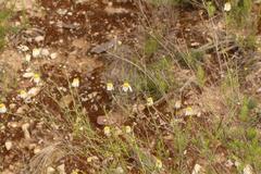 Phymaspermum leptophyllum