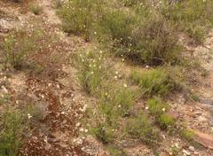 Phymaspermum leptophyllum