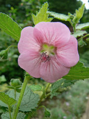 Anisodontea