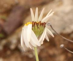 Phymaspermum leptophyllum