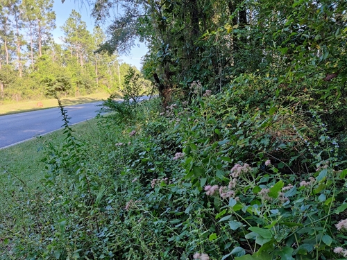 Image of Brickellia cordifolia by (c) Scott Allen Davis, some rights reserved (CC BY)
