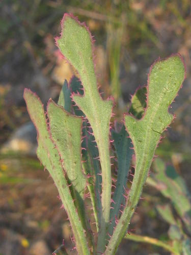 Othonna ciliata
