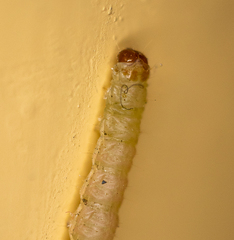 Plodia interpunctella