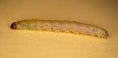 Plodia interpunctella