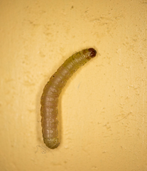 Plodia interpunctella