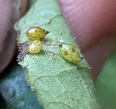 Caryomyia recurvata