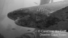 Notorynchus cepedianus